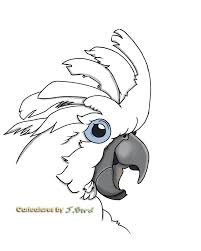 Pin On Cockatoos