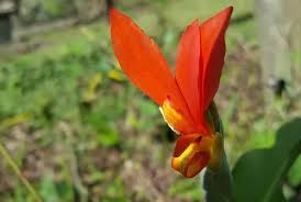 Image result for Cannaceae