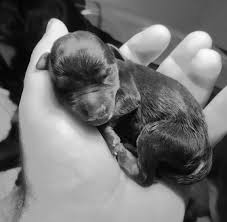 Read on to learn the answers to these questions and more. How The Rottweiler Runts Come To Be King Rottweilers