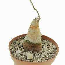 Image result for Raphionacme michelii