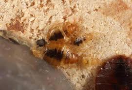 Image result for Bed Bug