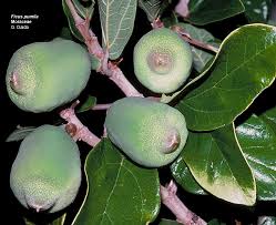 Image result for Moraceae