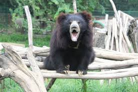 10 Reasons Why Sloth Bears Are The Cutest Sloth Bear Bear Species Animals Beautiful