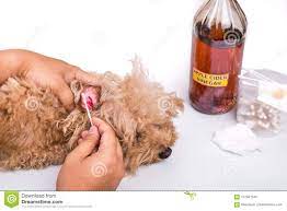 Person Cleaning Inflammed Ear Of Dog With Apple Cider Vinegar Stock Photo Image Of Repellent Veterinary 112941530