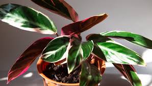 Image result for stromanthe