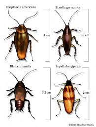 Oriental cockroaches (water bugs) are shiny and black or dark brown in color. How Cockroaches Work Howstuffworks