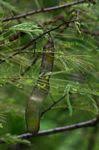 Image result for Acacia adenocalyx