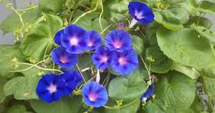 Pin On How To Grow Plants At Home
