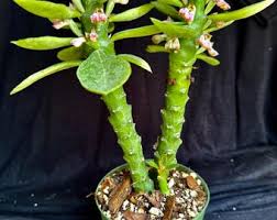 Image result for Monadenium crenatum