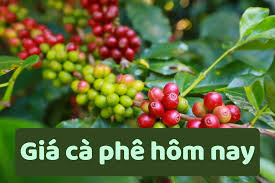 Giá cà phê hôm nay 20/6/2025: Giảm sâu kỷ lục