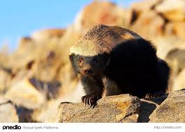 Bilinmeyen Yonleriyle Hayvanlar Aleminde Manyagin Oglu Olarak Isim Yapmis Bal Porsugu Honey Badger Hayvanlar National Geographic
