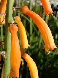 Image result for Kniphofia thomsonii
