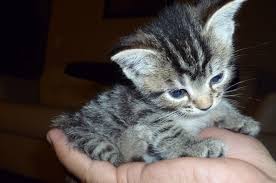First, that's a really cute kitty you've got there. Bottle Babies Community Concern For Cats