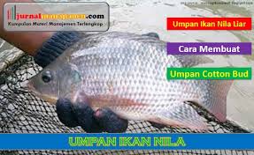 Ikan nila atau yang bernama latin tilapia nilatica ini memiliki badan pipih ke atas dan memanjang. Daftar Umpan Ikan Nila Paling Jitu Dan Cara Membuatnya