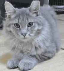 Adopt Fluffy On Petfinder Grey Cats Animals Beautiful Warrior Cats
