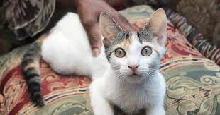 However, we are excited to offer remote adoptions using video conferencing! Cat Allergies Brooklyn Animal Action