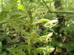 Image result for Equilabium laxiflorum