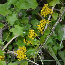 Image result for Delairea odorata