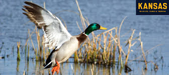 Kansas fish and game commission. Kdwp Home Kdwp Kdwpt