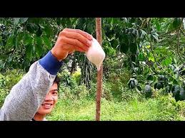 Cara ini sudah saya buktikan dengan menangkap burung pleci di daerah saya setelah tertangkap saya langsung menjual burung hasil tangkapan saya dipasar burung. Cara Membuat Pulut Burung Dari Getah Karet Mudah Dan Cepat Lemburung Jebakburung Pulut Youtube
