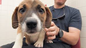 Get answers to questions you haven't thought of. Quarantine Adoptions Are Happening As Tn Animal Shelters Brace For Covid 19