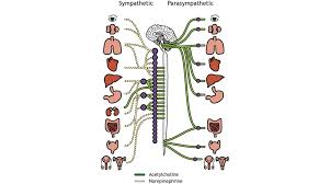 Image result for Sympathetic Nervous System