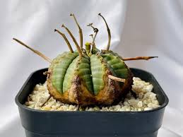 Image result for Euphorbia contorta