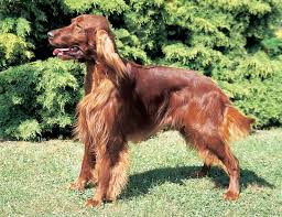 Image result for irský setr