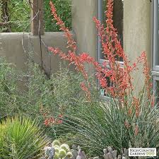 Send sunshine & summer vibes today. Coral Glow Texas Yucca Hesperaloe Yucca High Country Gardens Succulent Landscape Design