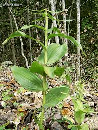 Image result for Epipactis africana