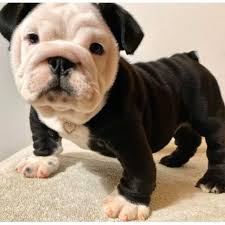 Adorable english bulldog puppies for adoption virginia, virginia beach. Reservoir Bulldogs Home Facebook