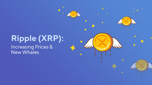 You can purchase ripple on bittrex or gdax via coinbase. Ripple Xrp Increasing Prices New Whales Blog Switchere Com