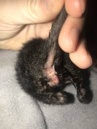 Maybe you would like to learn more about one of these? Newborn Kitten Age Help And Sexing Thecatsite