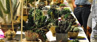 The show is held at allan gardens in toronto. Arcadia Hosts World S Largest Succulent And Cactus Show Arcadia Weekly