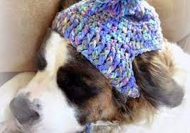 Free Crochet Pattern A Silly Hat For My Silly Dog Crochet Dog Hat Crochet Dog Clothes Crochet Dog