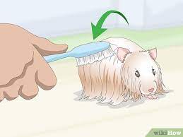 3 Ways To Keep A Hamster Clean - Wikihow Pet