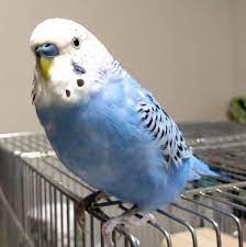 かわいい おしゃれまとめの人気アイデア pinterest tsubame ワンコ インコ ねこ