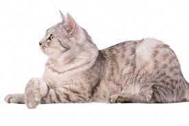 Cats are already intolerant of human forms of punishment, but physically dominating a cat will break your bond with her. Gray Tabby Cat Grey Tabby Cats Cats Tabby Cat