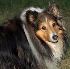 Black And White Sheltie Stuffed Animal Kelsey One Of Our Shelties Pet Dogs Sheltie Dogs