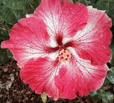 Pin On Big Bad Color Crush Red