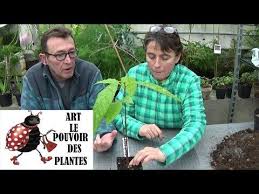 Conseils Jardinage Avocat Persea Americana Comment Faire Un Semis Plante Verte Youtube Conseil Jardinage Faire Pousser Un Avocatier Avocatier