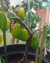 Biasanya, kamu bisa menemukannya dalam campuran masakan ataupun disajikan polos. Belimbing Dewi Kebun Bibit Buah
