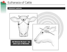 Image result for hoof disease chart for cow