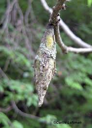 Image result for India Jasper Gray 1929 Dodge