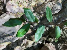 Image result for Pouteria adolfi-friederici