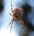 Giant Orb Spider