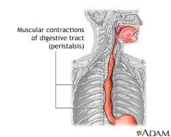 Digestive System Information