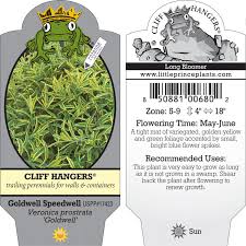 Image result for Melhania prostrata