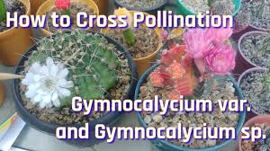 Fraileas only opens their flowers completely in exceptional circumstances; How To Cross Pollination Of Gymnocalycium Cactus Youtube