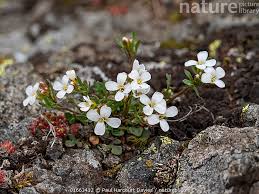 Image result for Arabis alpina